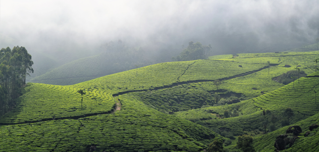 Pleasant hill munnar